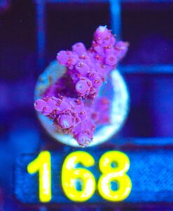 Wysiwyg Acropora Frag [F168]
