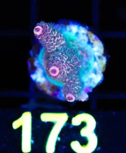 Wysiwyg Orange Acropora Frag  [F173]