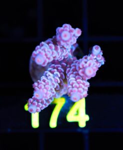 Wysiwyg Large Pink Panther Acropora Tenuis Frag [F174 ]