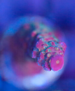 Wysiwyg  Acropora Frag [F166]