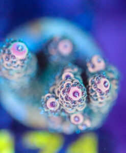 Wysiwyg Acropora Frag [F171]