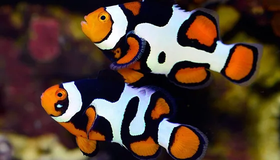 Frag Box Corals