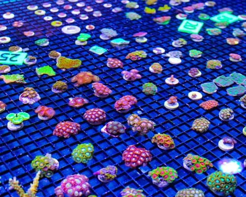 coral frags online