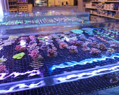 salt water aquariums canada