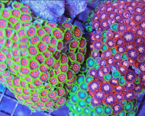 salt water fish and corals canada