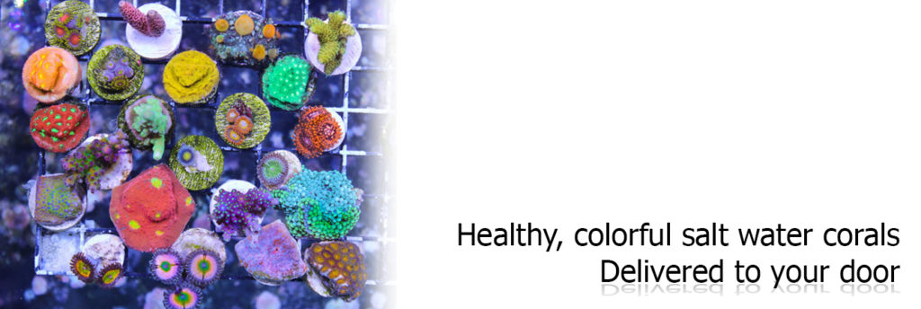 Frag Box Corals