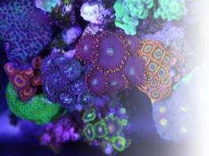 Frag Box Corals