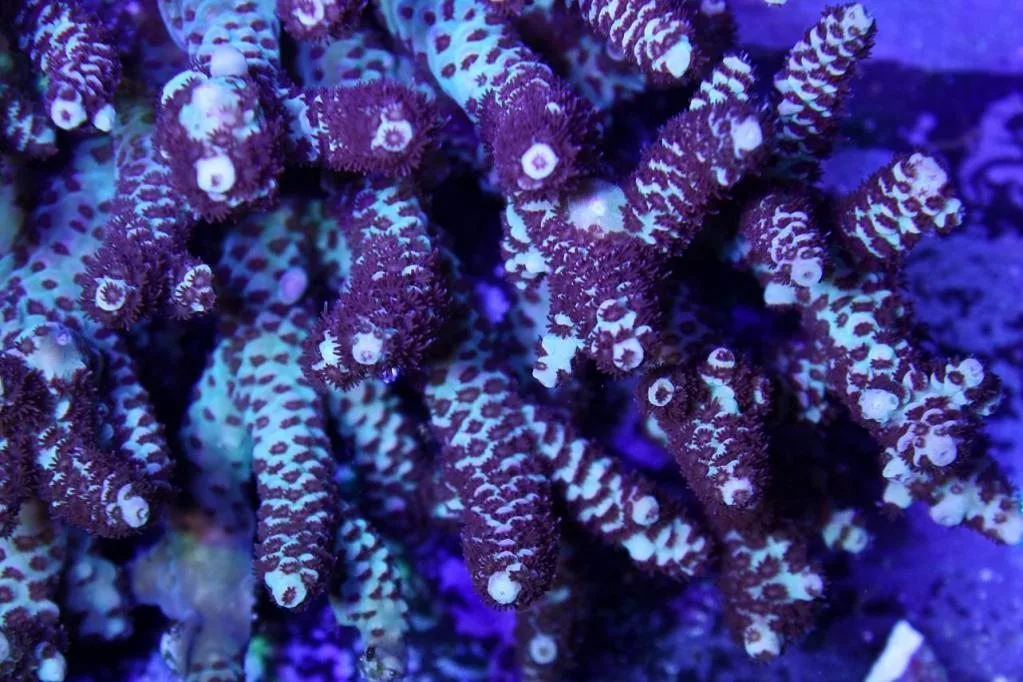 Frag Box Corals