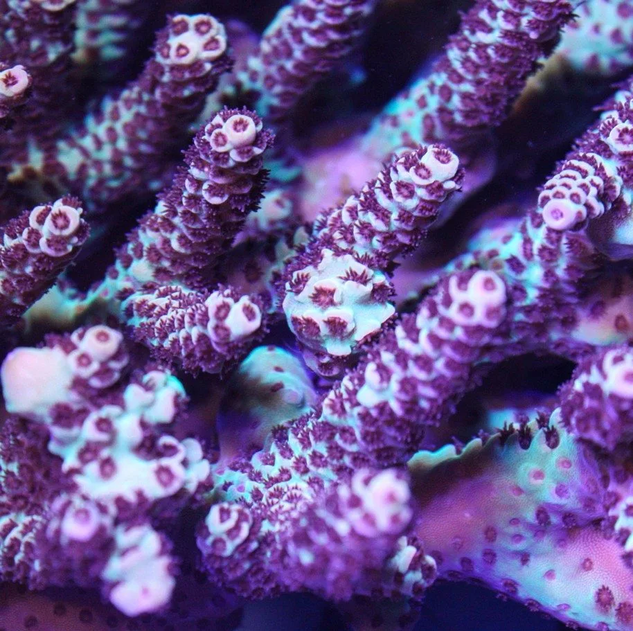 Frag Box Corals
