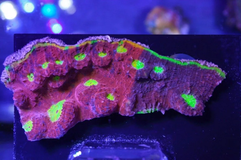 Frag Box Corals