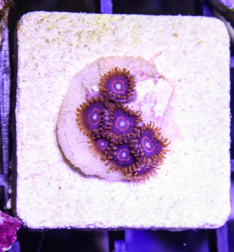 Frag Box Corals