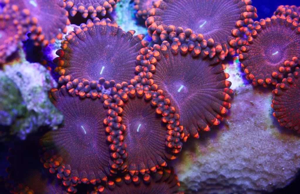 Frag Box Corals