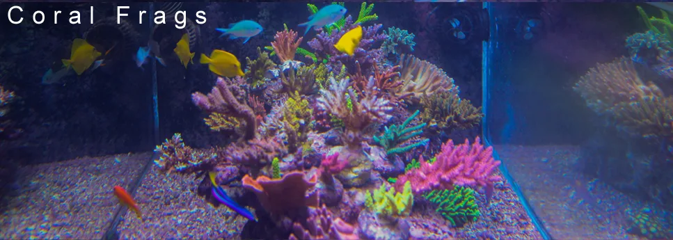 Frag Box Corals