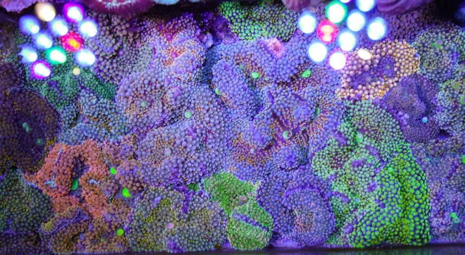 Frag Box Corals