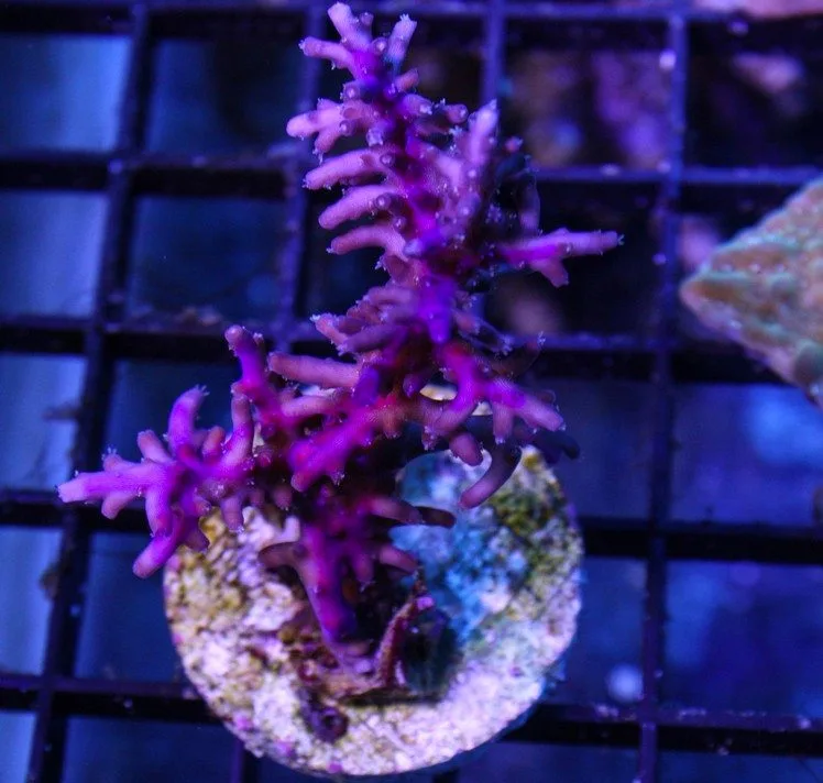 Frag Box Corals