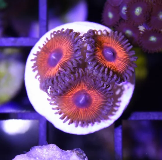 Frag Box Corals