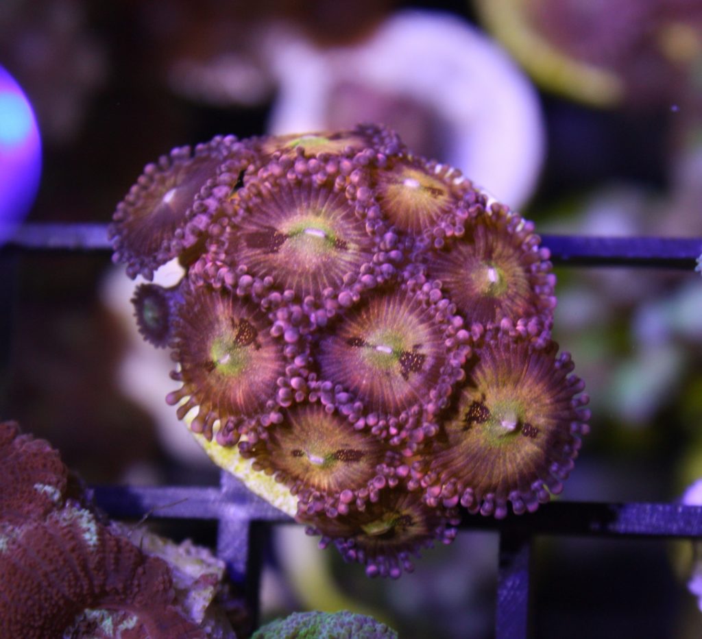Frag Box Corals