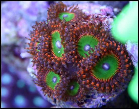 Frag Box Corals