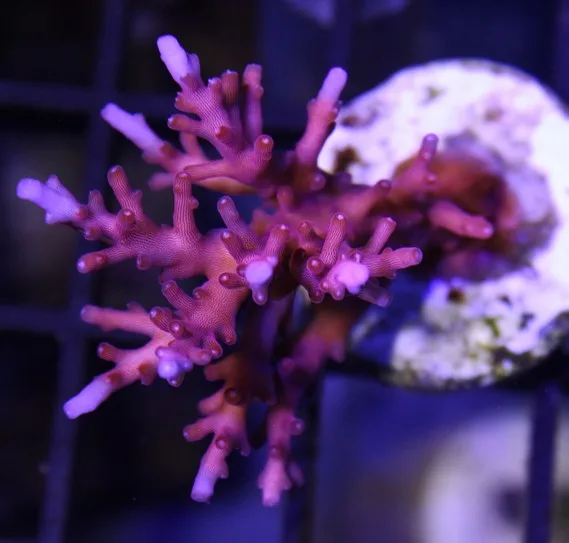 Frag Box Corals