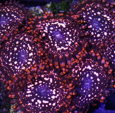 Frag Box Corals