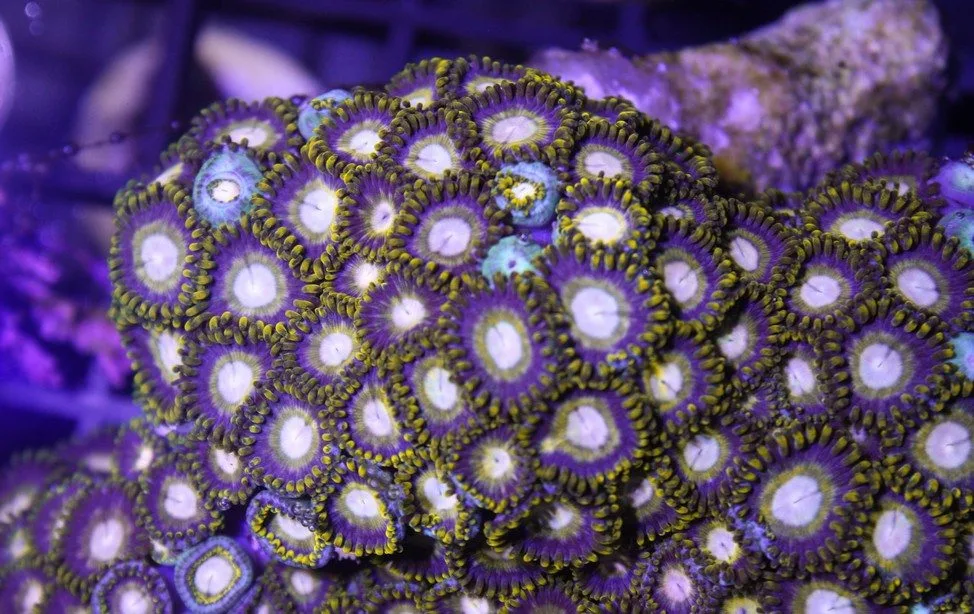 Frag Box Corals
