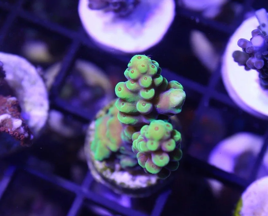 Frag Box Corals