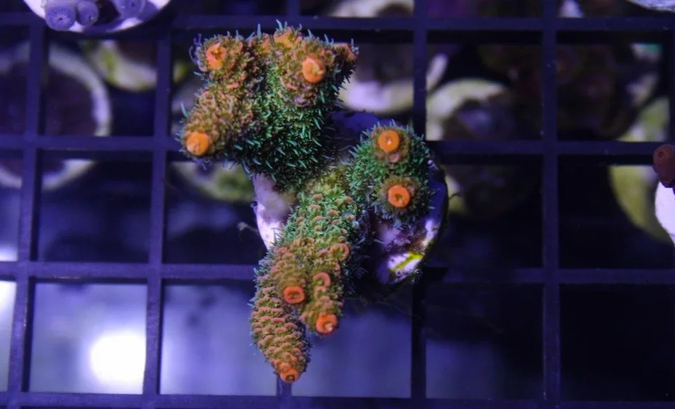 Frag Box Corals