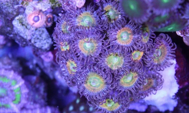Frag Box Corals