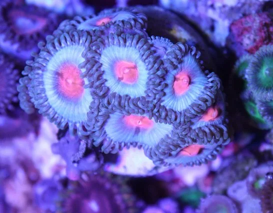 Frag Box Corals