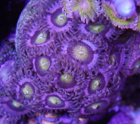 Frag Box Corals