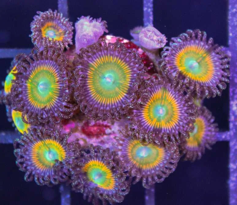 Frag Box Corals