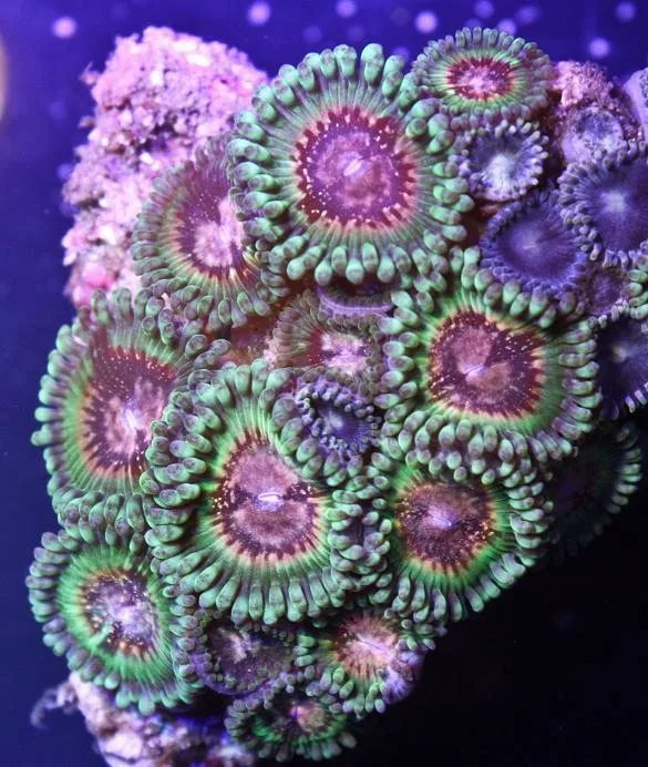 Frag Box Corals