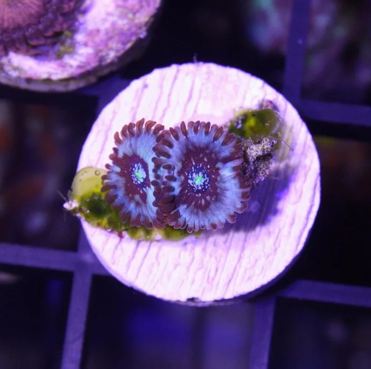 Frag Box Corals