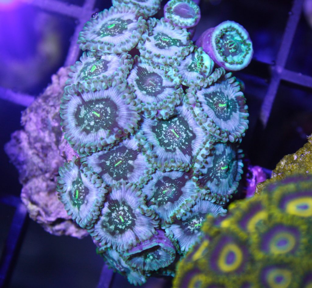 Frag Box Corals