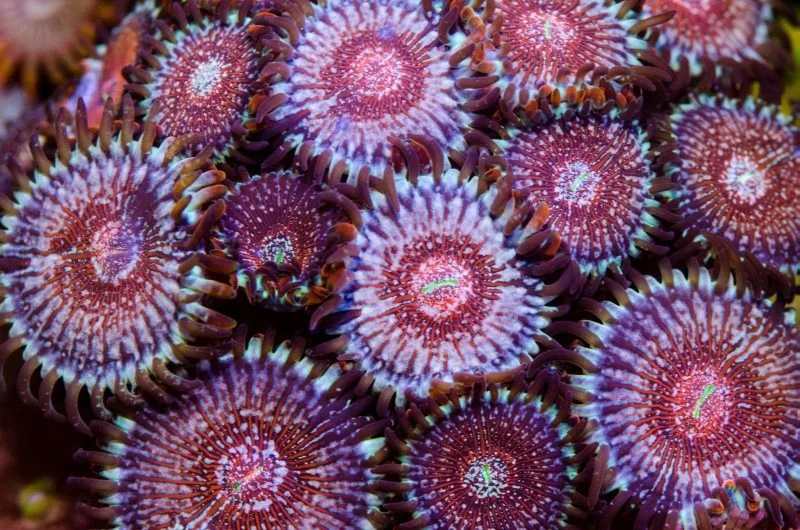 Frag Box Corals