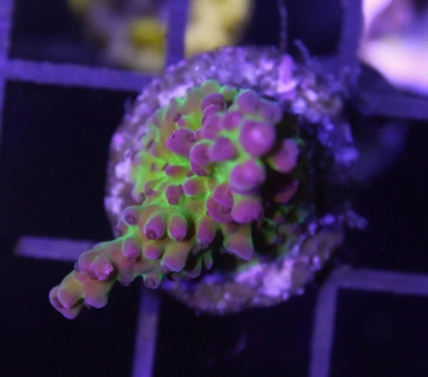 Frag Box Corals
