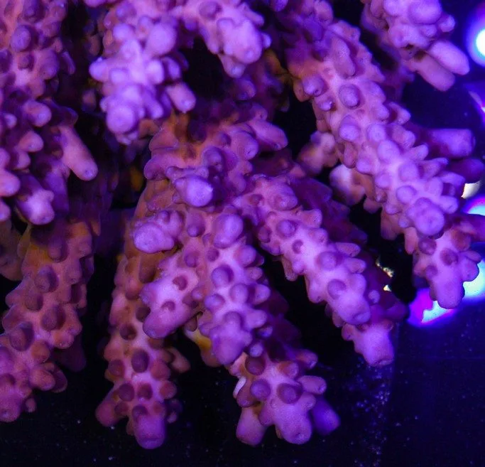 Frag Box Corals