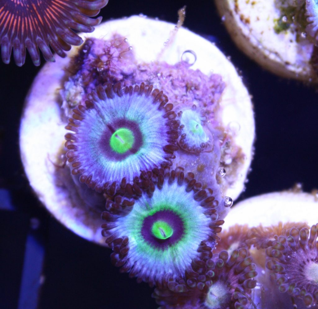 Frag Box Corals