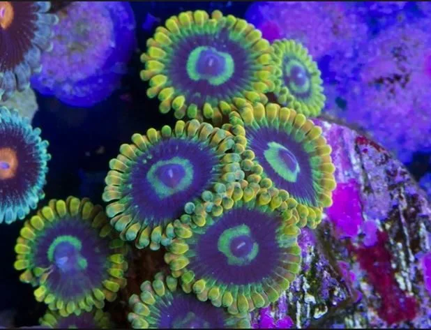 Frag Box Corals