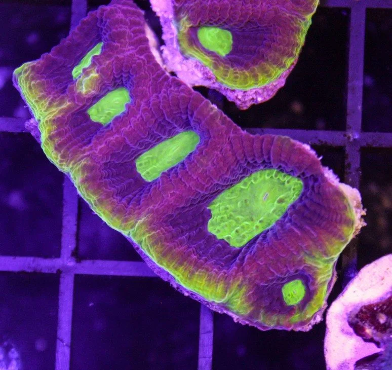 Frag Box Corals