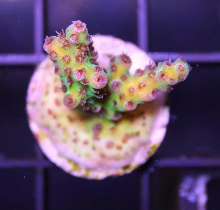 Frag Box Corals