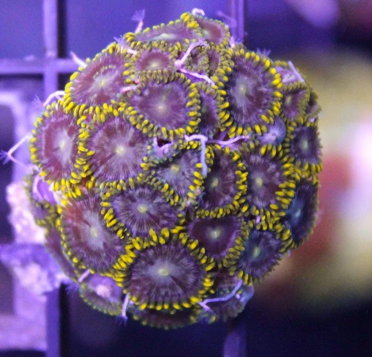Frag Box Corals