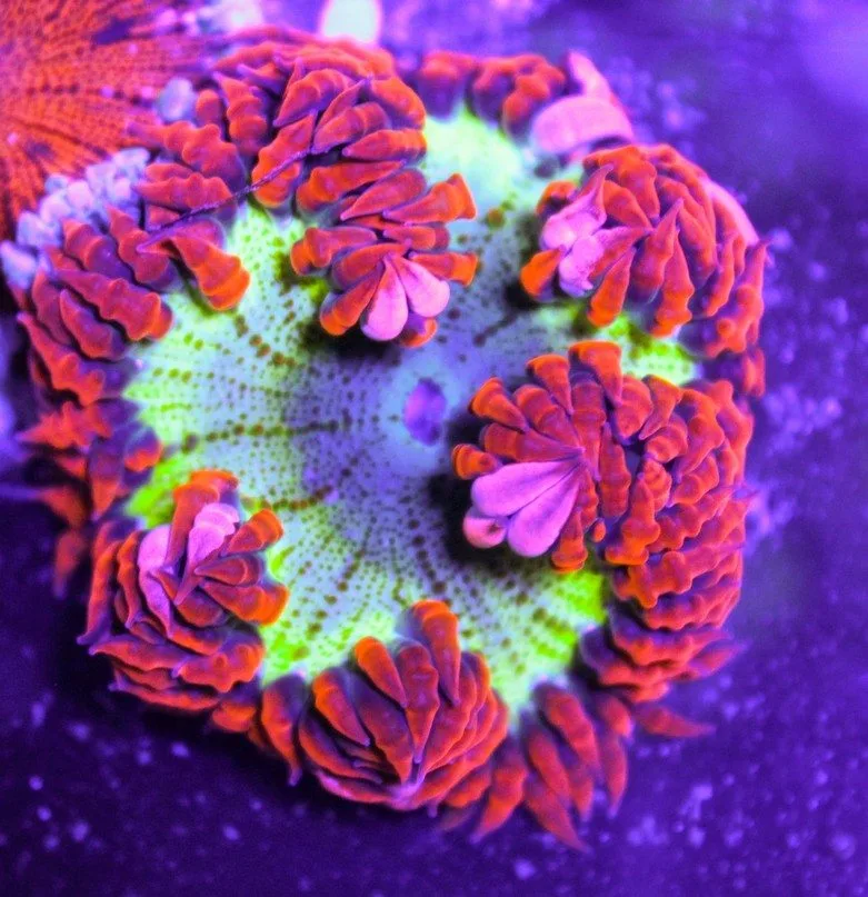 Frag Box Corals