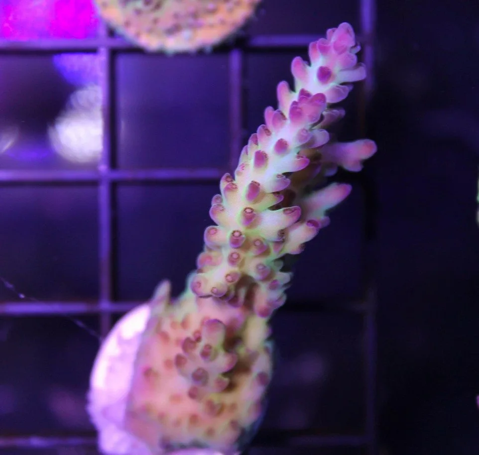 Frag Box Corals