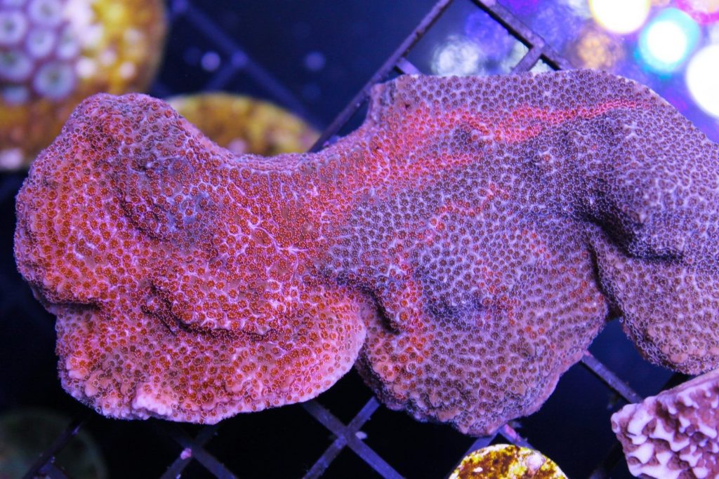 Frag Box Corals