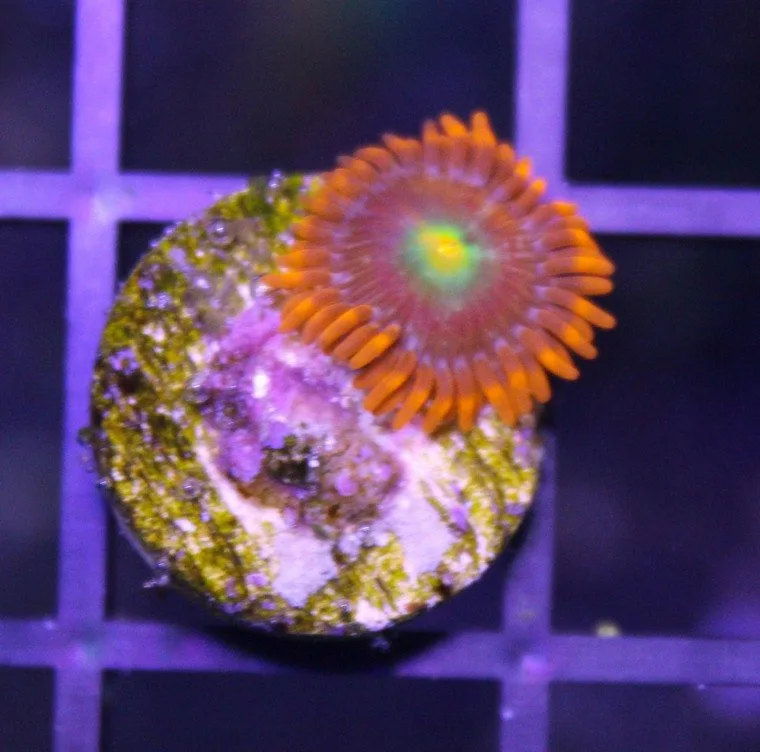 Frag Box Corals