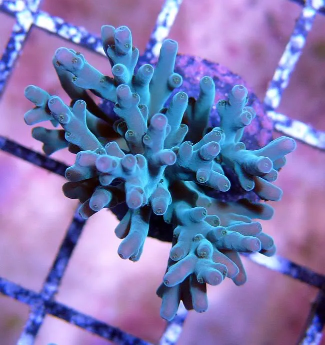 Frag Box Corals