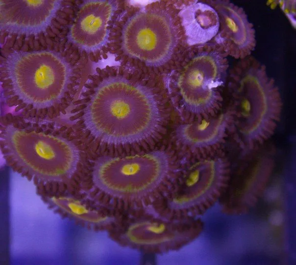 Frag Box Corals