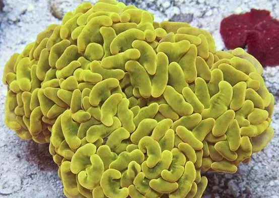 Frag Box Corals