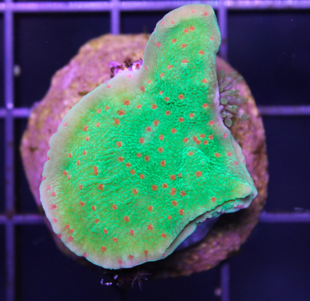 Frag Box Corals